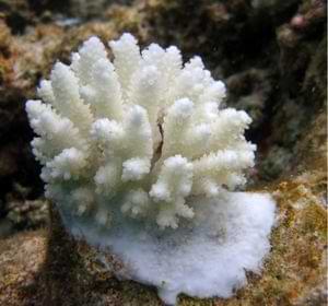 White coral piece on natural background